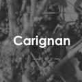 Carignan