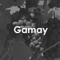 Gamay