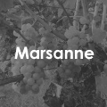 Marsanne