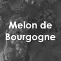 Melon de Bourgogne