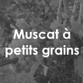Muscat à petit grains