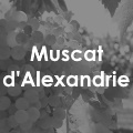 Muscat d'Alexandrie