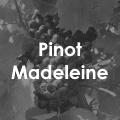 Pinot Madeleine