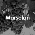 Marselan